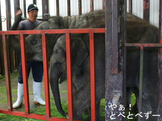 市原ぞうの国の赤ちゃんゾウ:りり香と結希