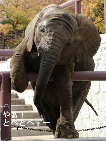 とべ動物園ブログ:やぁ!とべとべずー