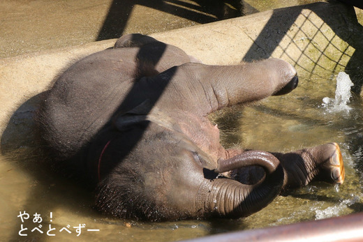水浴びをするインドゾウの赤ちゃんゾウの、もも夏