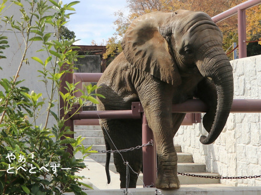 日本で唯一アフリカゾウの子象が見られる愛媛とべ動物園