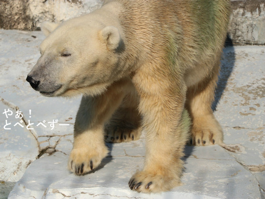 とべ動物園ホッキョクグマ:バリーバ
