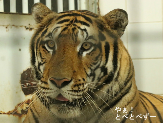 とべ動物園ブログ:やぁ!とべとべずー