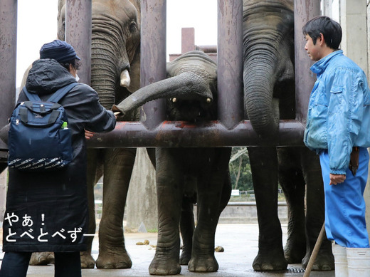 とべ動物園アフリカゾウ:アフ、リカ、媛、砥夢、砥愛