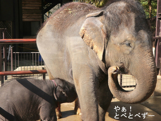 インドゾウの赤ちゃんの授乳姿:やぁ!とべとべずー