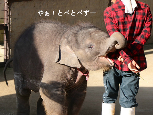 ゾウ使いのお兄さんと遊ぶ、赤ちゃんゾウの、もも夏
