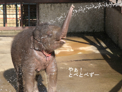 市原ぞうの国に行ってきた:やぁ!とべとべずー