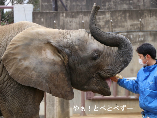 アフリカゾウの写真満載のブログ:やぁ!とべとべずー
