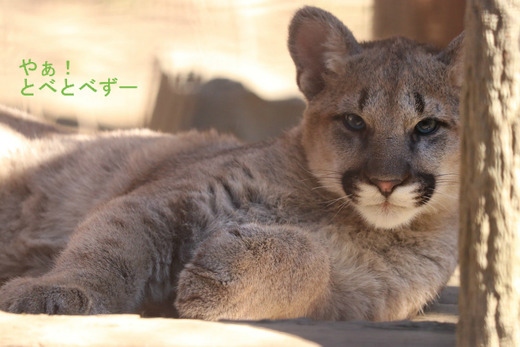 とべ動物園:ピューマの赤ちゃんのタフくん