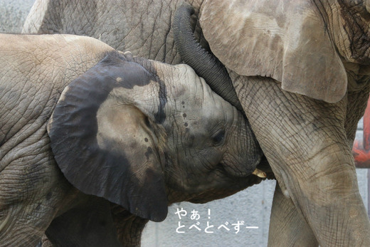 とべ動物園アフリカゾウ:リカ母さんのおっぱいを吸う砥愛ちゃん