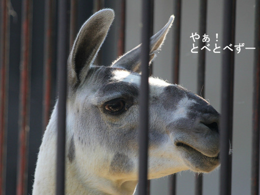 とべ動物園ブログ:やぁ!とべとべずー