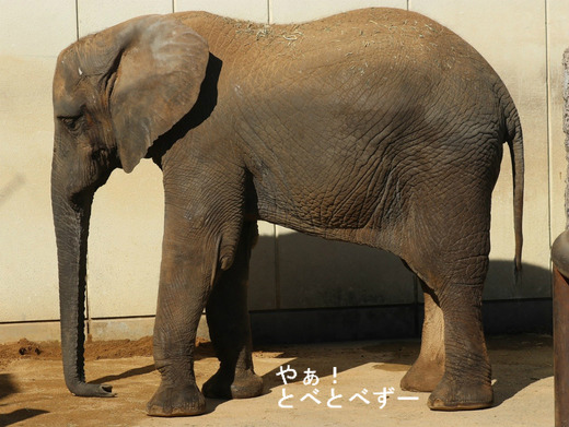 とべ動物園アフリカゾウ:媛ちゃん(メス、12歳)