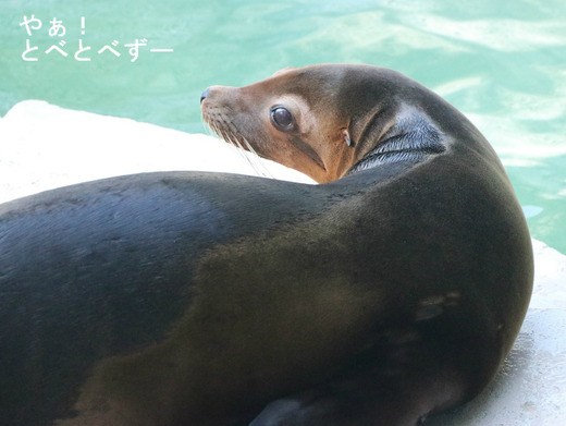 とべ動物園イベント:モーニングツアー