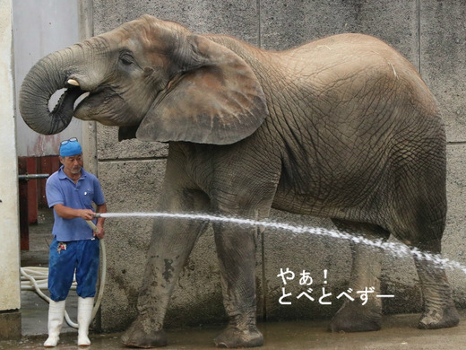 アフリカゾウのレジェンド飼育員さんと媛ちゃん