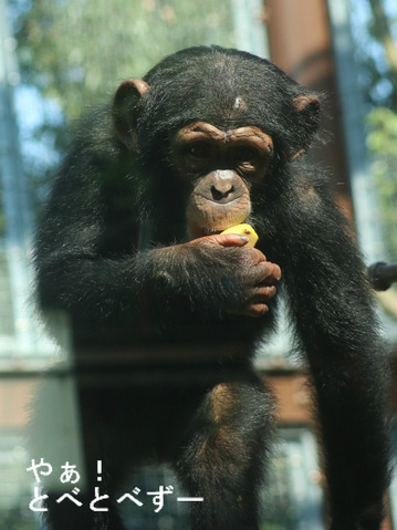 とべ動物園:チンパンジーのロッキー&ミライ