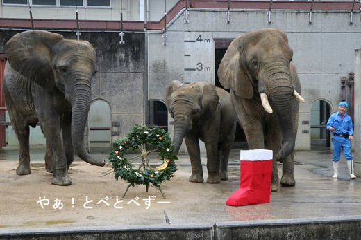 とべ動物園ブログ:やぁ!とべとべずー
