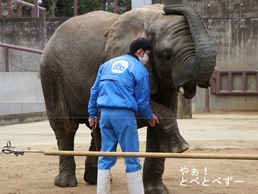 とべ動物園アフリカゾウ:砥愛ちゃんのトレーニング