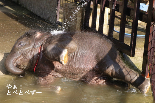市原ぞうの国:インドゾウの赤ちゃん象の、もも夏ちゃん(メス)