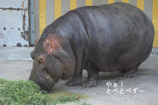 とべ動物園:カバ