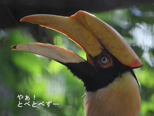 とべ動物園:オオサイチョウ