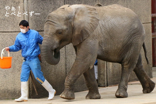 とべ動物園アフリカゾウのブログ:やぁ!とべとべずー