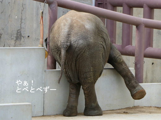 とべ動物園アフリカゾウ:砥愛ちゃん(メス、5歳)