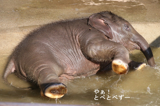 インドゾウの『ももか』、父:テリー、母:プーリー