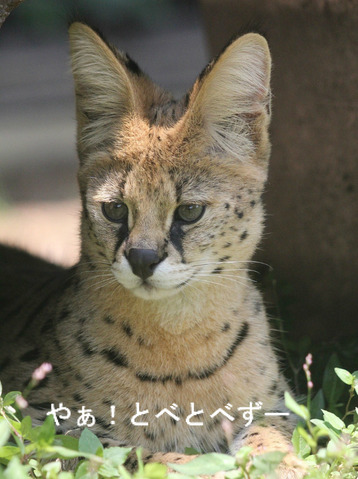 とべ動物園:サーバルキャットのティアちゃん