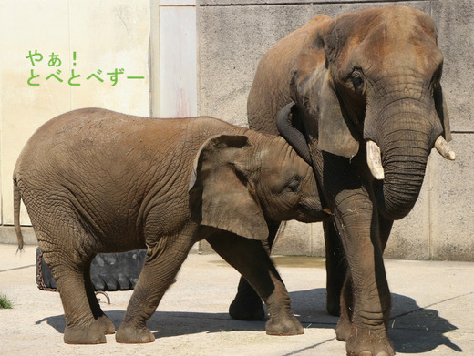 おっぱいを吸っている砥愛ちゃん
