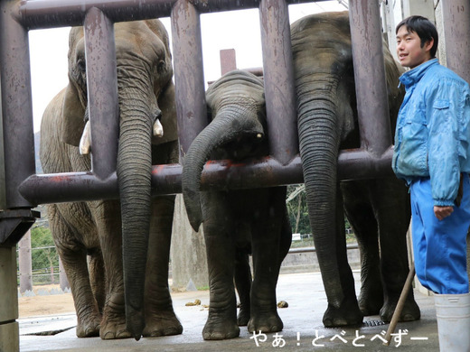 とべ動物園ブログ:やぁ!とべとべずー