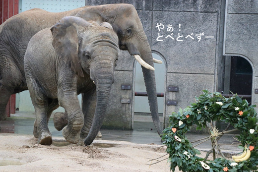 とべ動物園アフリカゾウ:アフ、リカ、媛、砥夢、砥愛