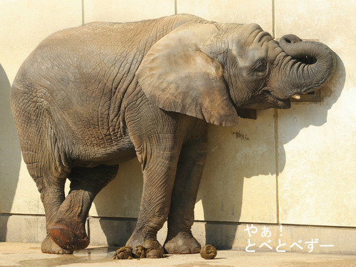 とべ動物園アフリカゾウ:子象の砥愛ちゃん(メス、5歳)