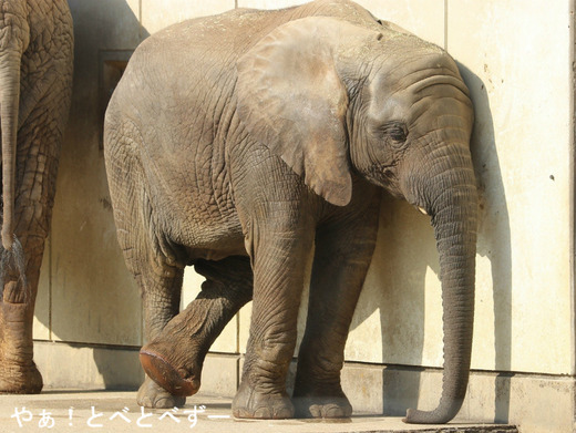 とべ動物園アフリカゾウのブログ:やぁ!とべとべずー
