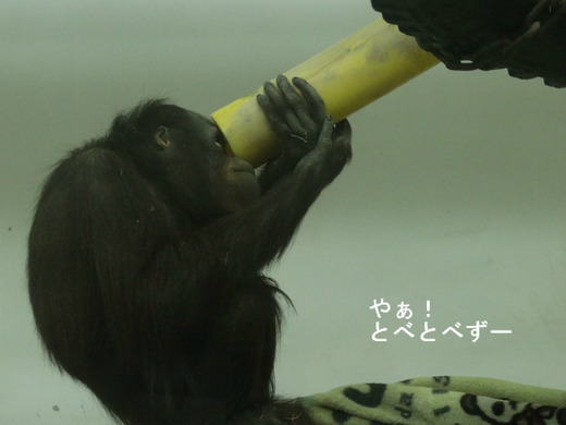 とべ動物園:ボルネオオラウータンのハヤトくん