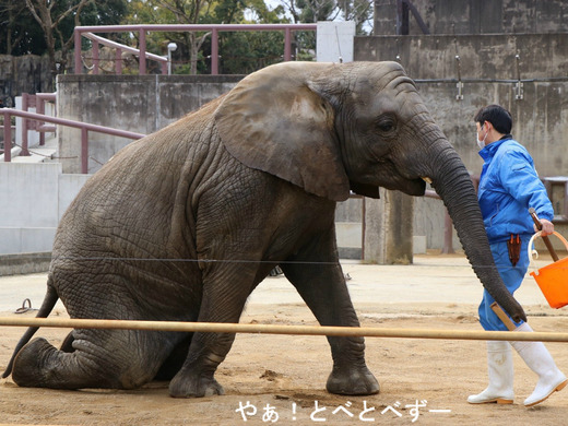 日本で唯一アフリカゾウの家族が暮らす愛媛とべ動物園