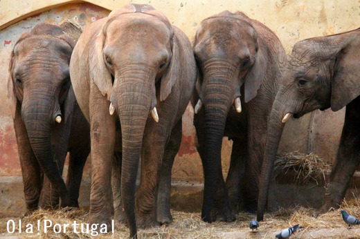 ポルトガル・リスボン動物園のアフリカゾウ