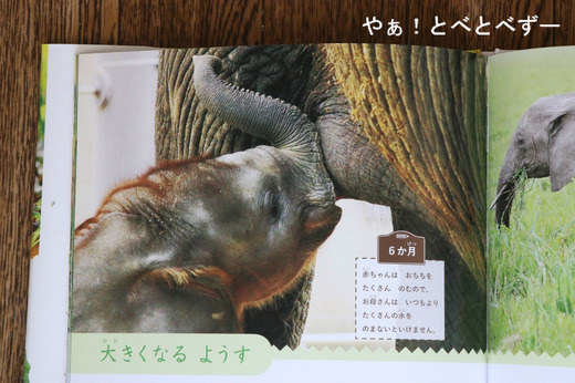 アフリカゾウ・赤ちゃん象の砥愛ちゃんの写真を提供