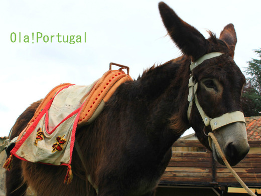 ポルトガル情報&旅行記:Ola! Portugl