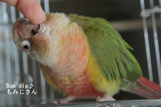 ウロコインコの写真満載のブログ:Bom dia♪もみじさん