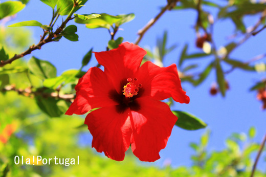ポルトガルの花