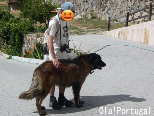 ポルトガルの犬:エストレーラ犬