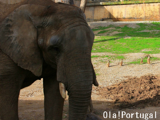 海外の動物園視察:混合展示(ポルトガル・リスボン動物園)