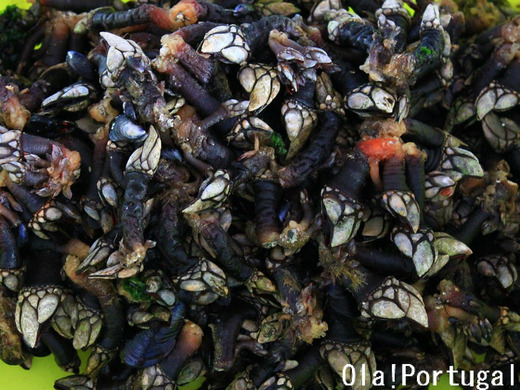 ポルトガルの海鮮:Percebes ペルセベシュ(亀の手)