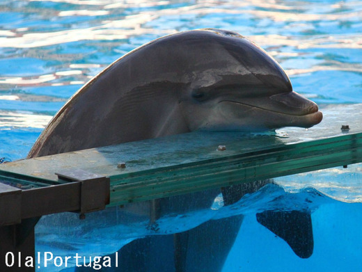 リスボン動物園のイルカとアシカのショー