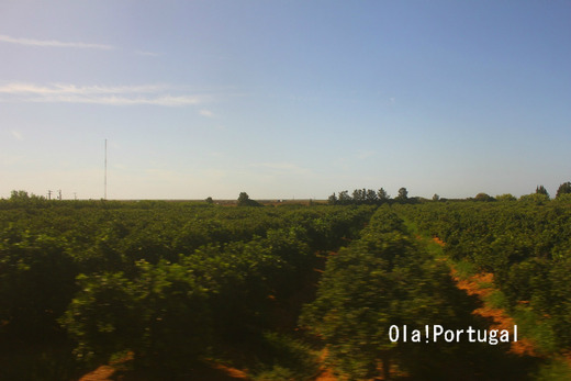 ポルトガルの写真満載のブログ:Ola!Portugal