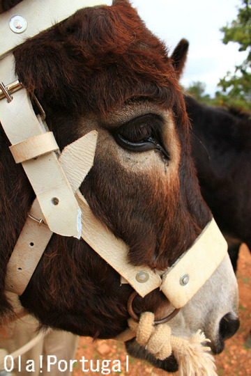 Burro-de-miranda-Portugal,Miranda donkeys