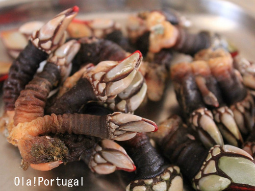 ポルトガル料理:Percebes ペルセヴェシュ(亀の手)