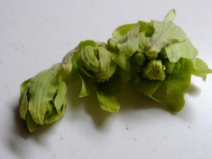 蕗の薹