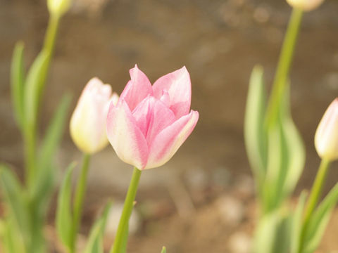 13c08065c7-2