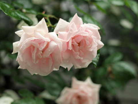 67c8975ab0-2