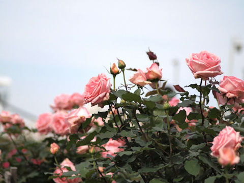 9c2f4ca6d7-2